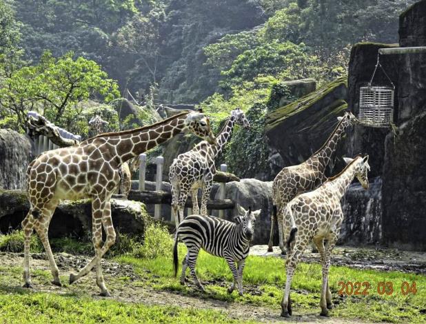 Considering that zebras are highly social, the zoo decided to let Ling Long live with a giraffe family after careful evaluation.  （李明騏攝）