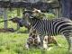 In recent days, some visitors photographed Ling Long playing with little giraffes, Mai Zhao and Mai Ya, of the same age.  （李明騏攝）
