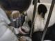 Taipei Zoo found out Tuan-Tuan gradually lost control of his lower body and appetite