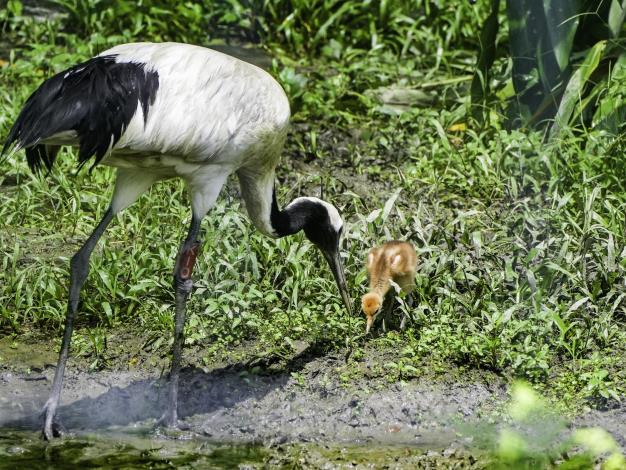 Red-crowned cranes are precocial species so they can walk and eat around once they’re born