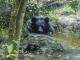 When Black Bears Meet Turtle, Mischievous “Belle” Slapped It!