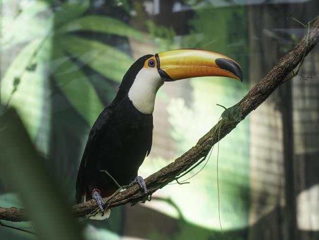 Giant Toucans at Taipei Zoo Finally Successfully Bred, and They’re Protective Parents Now-2
