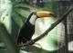 Giant Toucans at Taipei Zoo Finally Successfully Bred, and They’re Protective Parents Now-2