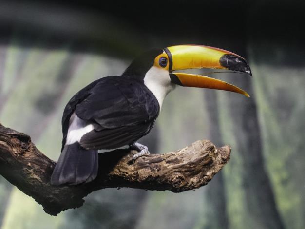 Giant Toucans at Taipei Zoo Finally Successfully Bred, and They’re Protective Parents Now-1