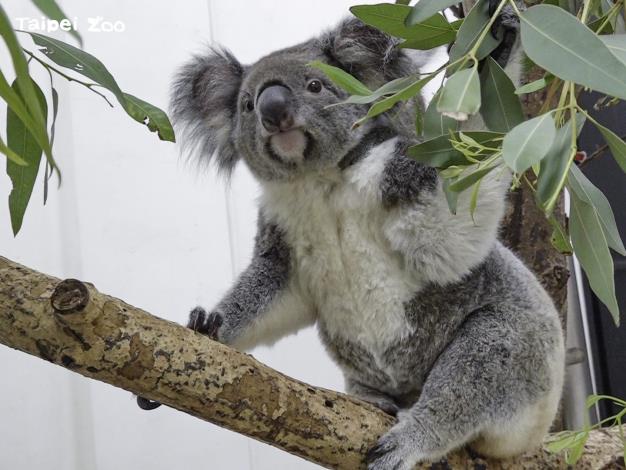The koala cub will begin practicing independence after one-year-old and then be relocated to the male dormitory in Koala House for future residency