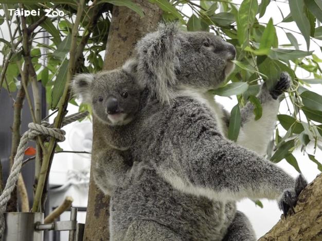 Newborn koala made its debut at Koala House. A male dormitory was close to full