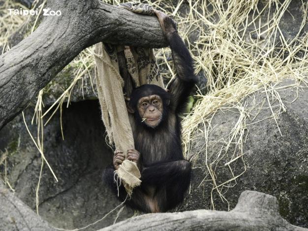 Wa Zhi, a  chimpanzee in the Taipei Zoo, is seven years and nine months old, equivalent to a human in their adolescence