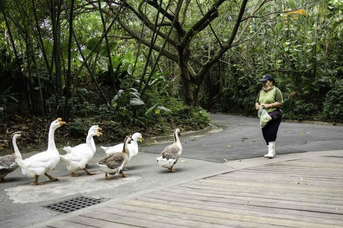Cute and clumsy geese march to the sound of a whistler