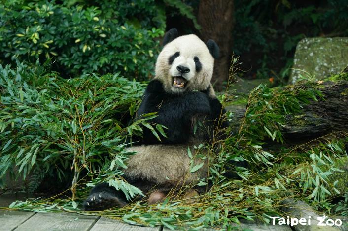 Tuan Tuan is the only male giant panda in Taiwan