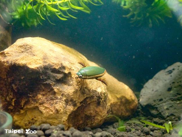 Beyond their fundamental functions such as walking and climbing, these appendages have evolved diverse shapes and specialized functions to ensure survival in diverse habitats.