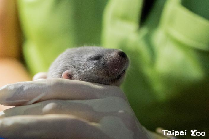 European otter brothers are just around 30 days old