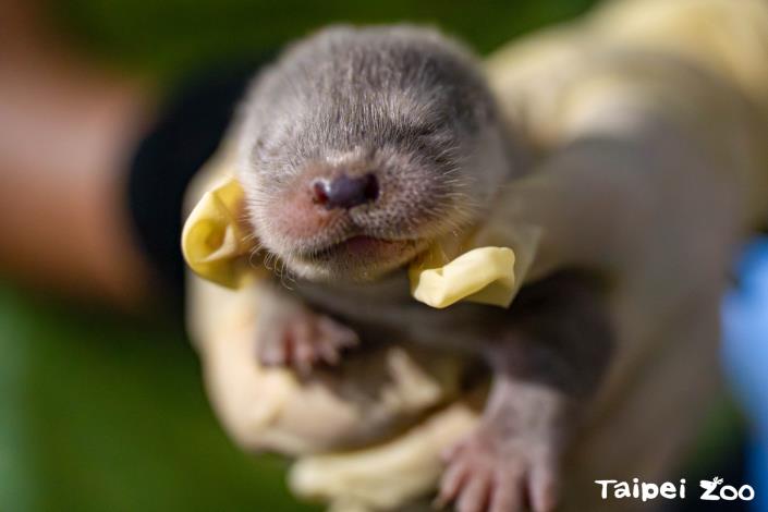 After two days of close observation, zookeepers were relieved to see that the otter cubs were lively and vocalizing for milk.