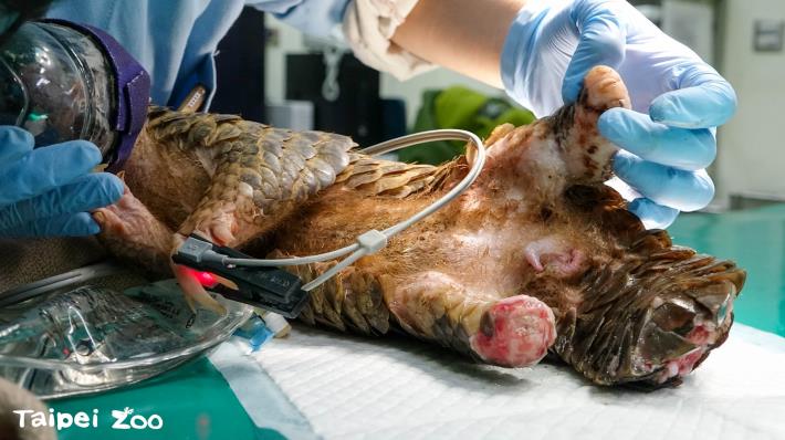 Shilin right hind leg and tail vertebrae had open fractures due to bites.