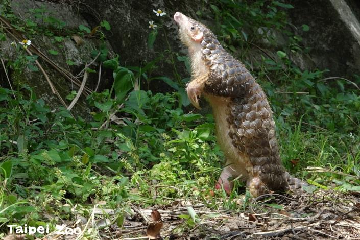 After evaluation by veterinarians, Shilin was deemed unsuitable for release into the wild and was kept in a zoo.