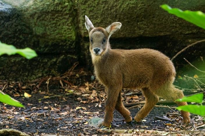 Weibao is one month old