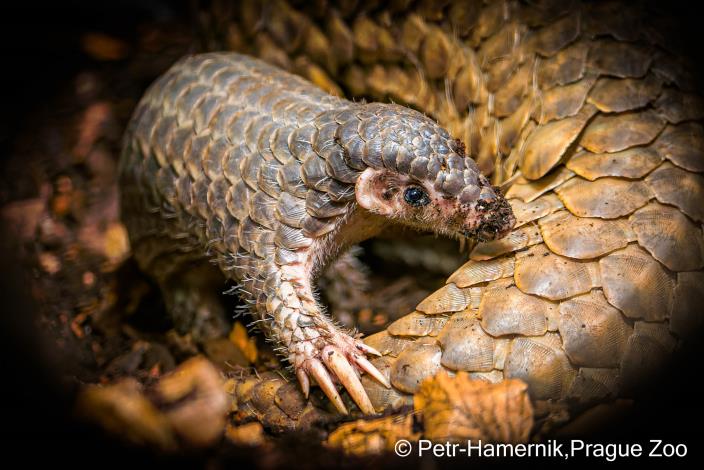 Pangolin Šiška in the Czech Republic is growing up healthy