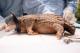 Sheng Duo, the pangolin, was rescued and brought to the zoo at the end of 2023. Shortly after, a health check was conducted. Although the wound has healed, most of its tail has been lost.