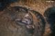 The zoo also hopes to use the good news of the pangolin baby's birth to raise public awareness of the challenges faced by wildlife.