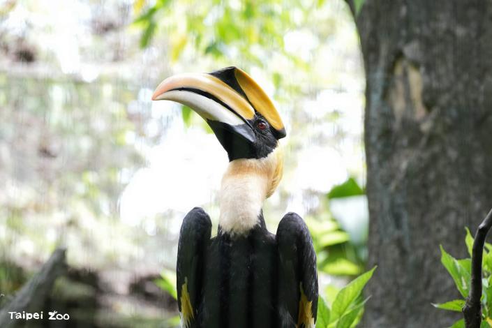 Male great hornbills have relatively larger beaks and casque compared to females. Additionally, their eye irises show a distinct difference: the male's are red, while the female's are white.