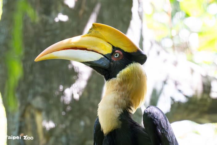 The great hornbill "Bai Mu" (female) sadly passed away recently.