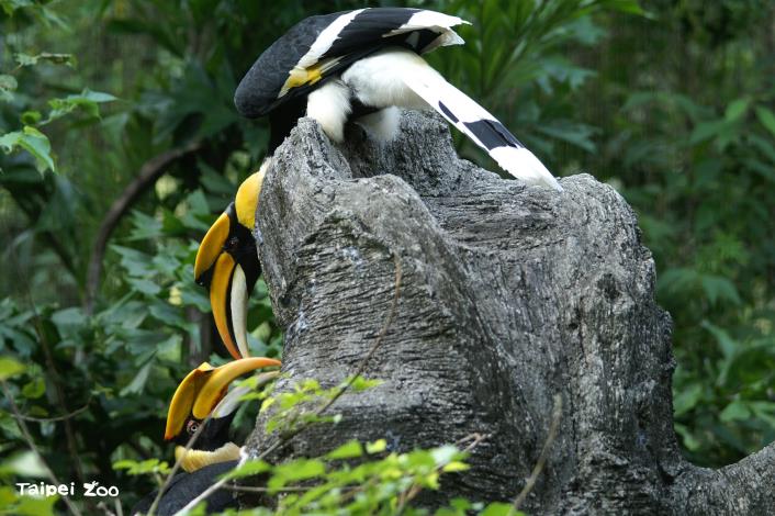 Great hornbills live in pairs. Hong Mu and Bai Mu interact well with each other and often feed each other. (Photo by Chen Dechuan)