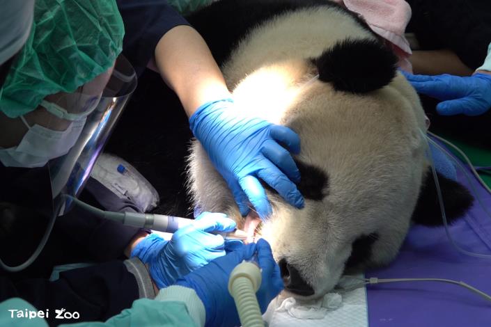 The giant panda Yuan Bao underwent a health checkup on January 10, with the medical team paying special attention to his dental condition.