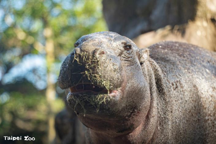 We welcome everyone to visit the zoo and meet Thabo, and get to know the pygmy hippos living here!