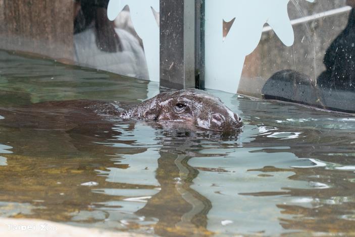 On sunny days, Thabo also enjoys swimming and relaxing in the outdoor pool.