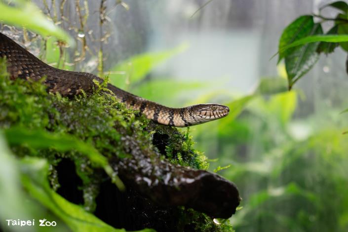 The zoo invites the public to visit during the Lunar New Year holiday for a spring outing to learn about the ecology of snakes and the conservation efforts for these fascinating creatures.