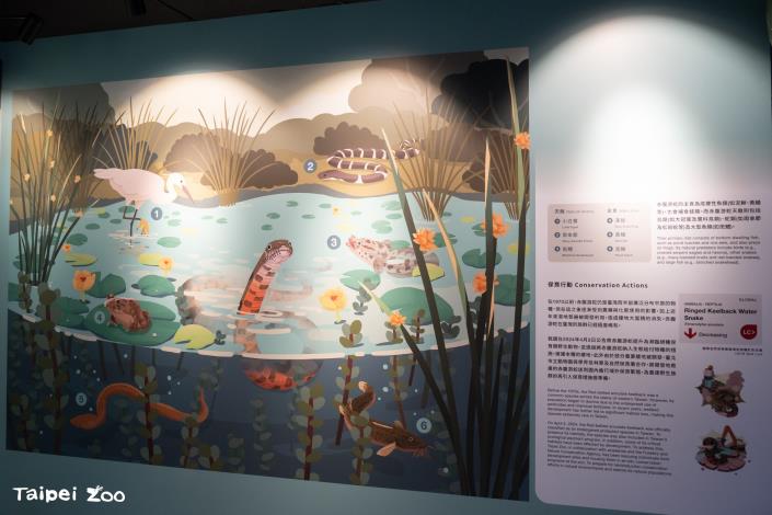 At the exit of the Amphibian and Reptile House, in addition to the Taipei Frog exhibit, visitors can now also find the Red-Bellied Annulate Keelback, offering a chance to learn about the ecology of wetland amphibians and reptiles.