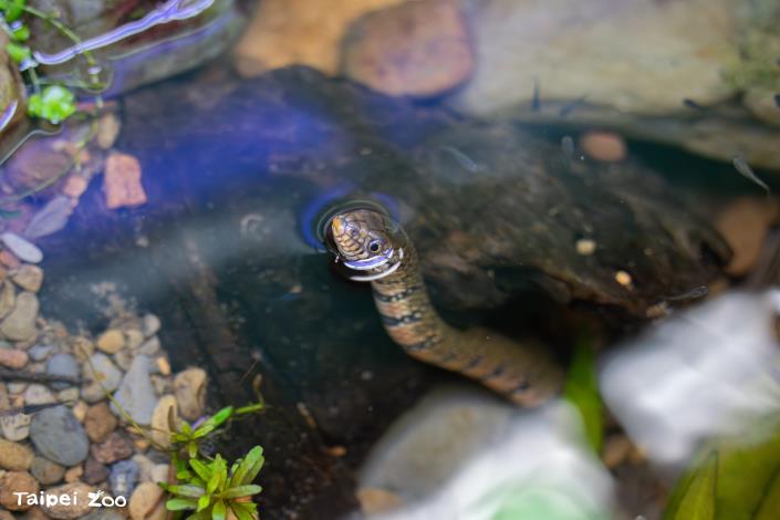 The Red-Bellied Annulate Keelback is skilled at swimming and diving. Its head poking out of the water resembles that of a garden eel.