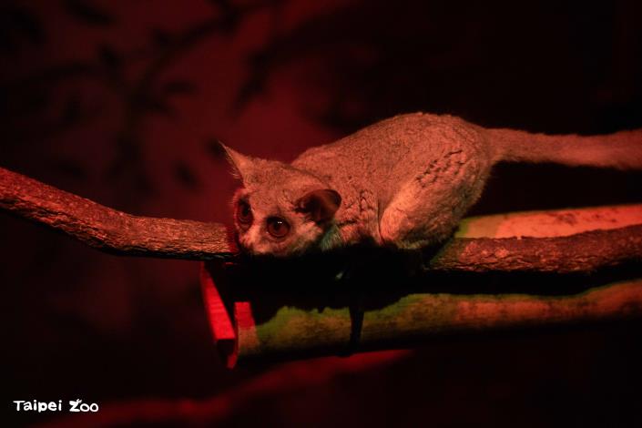 The nagapies’ enclosure is equipped with heating, maintaining a comfortable 22°C. The nagapies also huddle together for warmth.