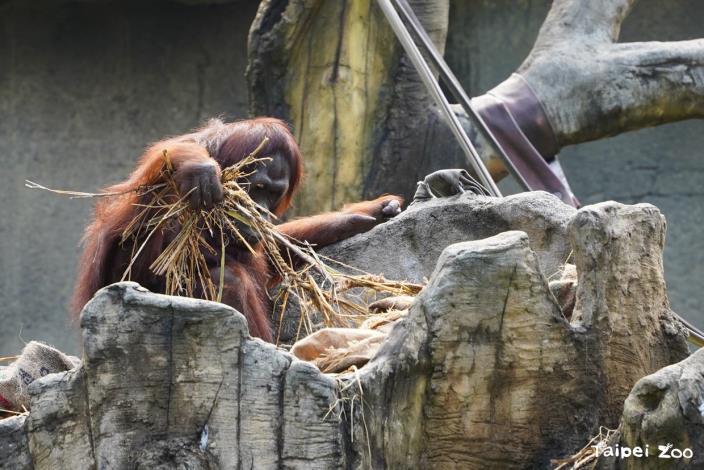 The orangutan used hay and a burlap sack to create a warm bed for itself.