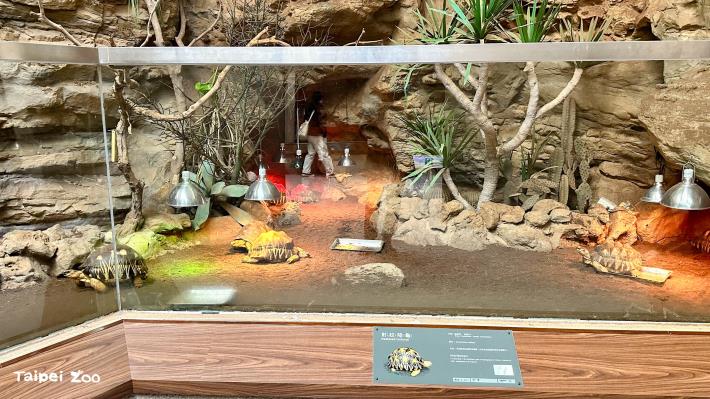 The radiated tortoises gathered under the heat lamp.