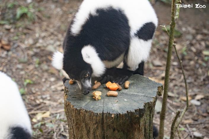 The black-and-white ruffed lemurs quickly devour a rice cake.