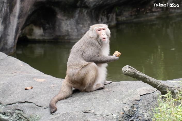 This year, the macaques are really enjoying the green bean rice cakes.