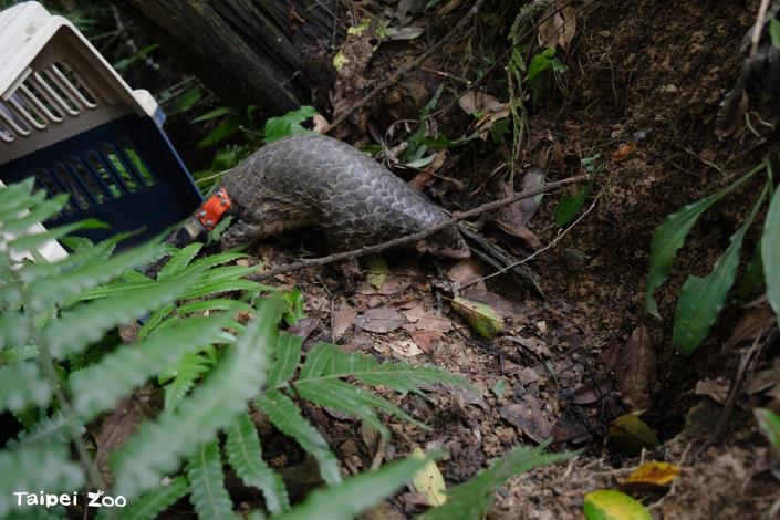 Pangolins that meet the criteria for release after rehabilitation will be released into the wild at an appropriate time and location, with ongoing tracking and monitoring.
