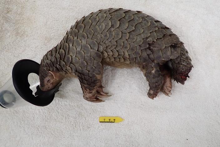 This pangolin, which had its tail severed due to an attack, was rescued by the Biodiversity Research Institute. It is currently living at the Taipei Zoo and has given birth to a baby. (Provided by the Biodiversity Research Institute, Ministry of Agriculture)