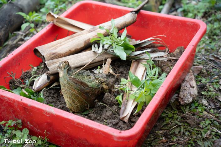 Conservationists also prepare materials such as soil and plants from the wild, allowing temporarily rescued pangolins to exhibit natural behaviors during their rehabilitation.
