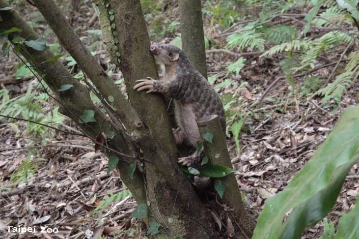 Veterinarians and conservationists use the natural environment within the zoo to facilitate the rehabilitation of rescued pangolins, assessing their recovery in terms of their ability to survive in the wild.