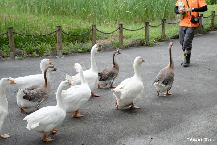 Saturday evenings feature the beloved Goose Parade and Animal Behavior Academy sessions at the zoo