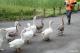 Saturday evenings feature the beloved Goose Parade and Animal Behavior Academy sessions at the zoo