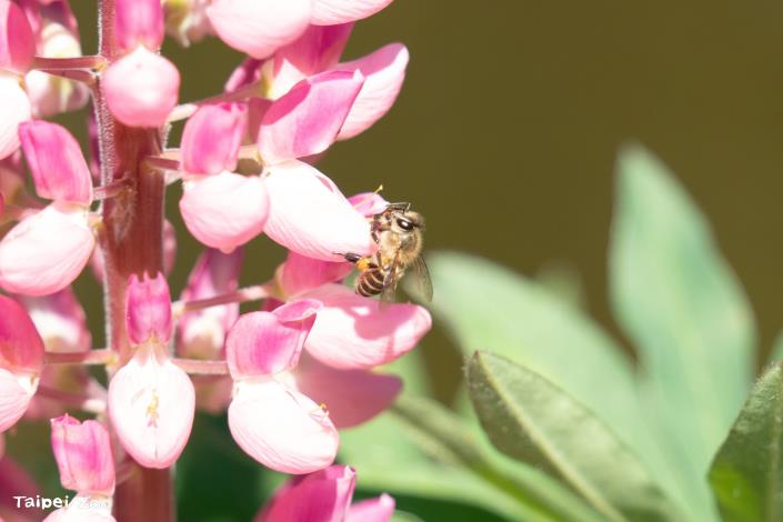 Bees can be observed in the natural environment along the Insect Valley