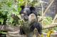 Asiatic black bear – Formosan Animal Area trail animal ambassador