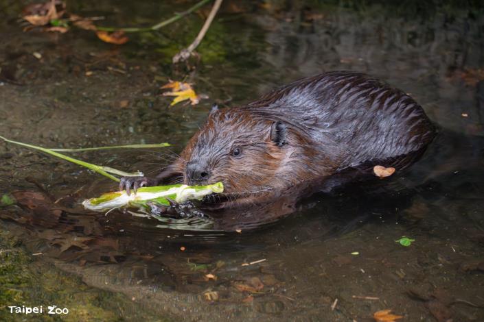 North American beaver –Temperate Zone Animal Area animal ambassador