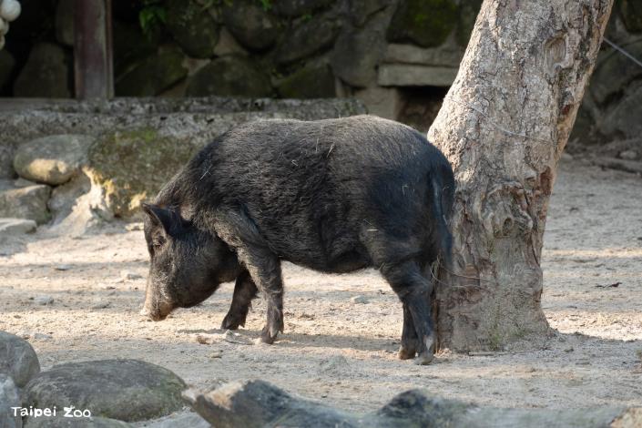 Lanyu pig – Children’s Zoo trail animal ambassador
