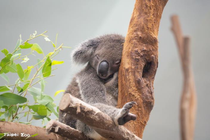 Koala – Conservation Boulevard animal ambassador