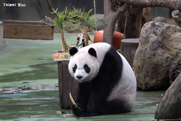 Yuan Zai just can’t stop eating sugarcane!