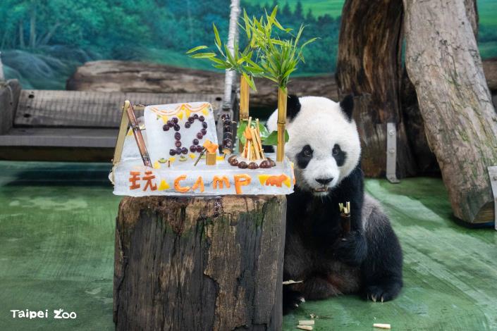 Chewing on sugarcane, Yuan Zai seemed very pleased with her 12th birthday cake
