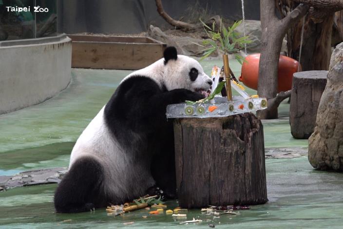 Yuan Zai finally pushed most of the enrichment cake to the ground after 2 p.m.